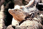Picture 'Cr1_22_10 Iguana, Costa Rica'